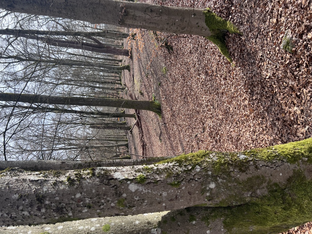 IMG_3494-1024x768.jpeg