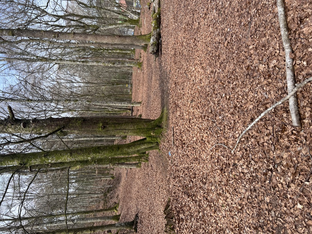 IMG_3496-1024x768.jpeg