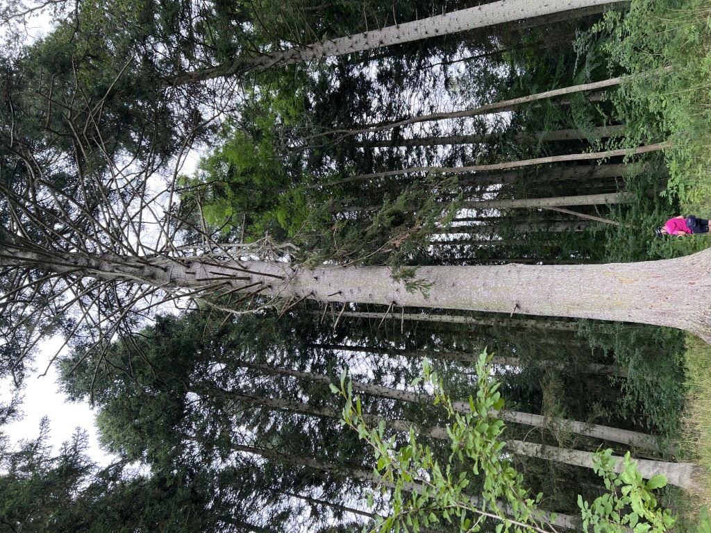 IMG_5349-1024x768.jpeg